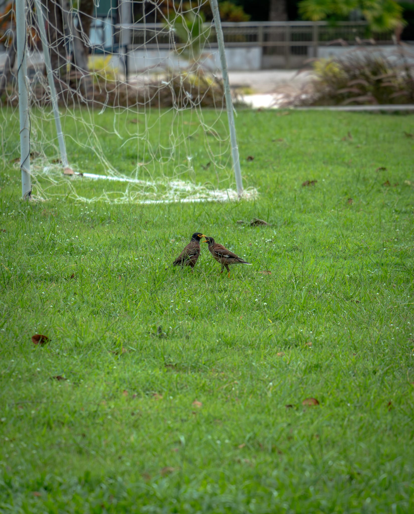 01-mynas-on-grass.jpg